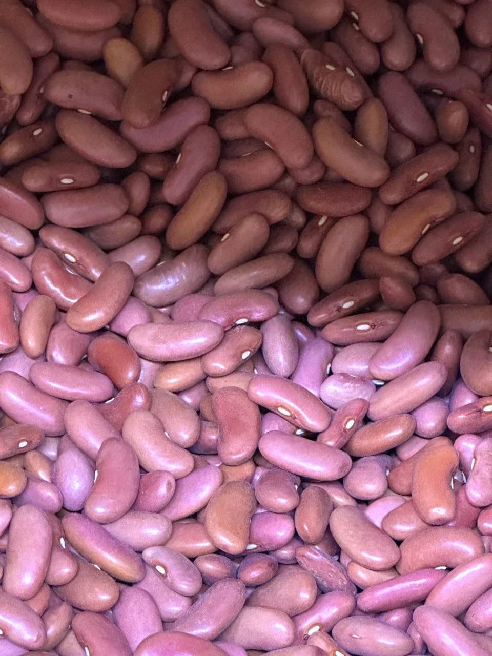 Afghan Red Kidney Beans